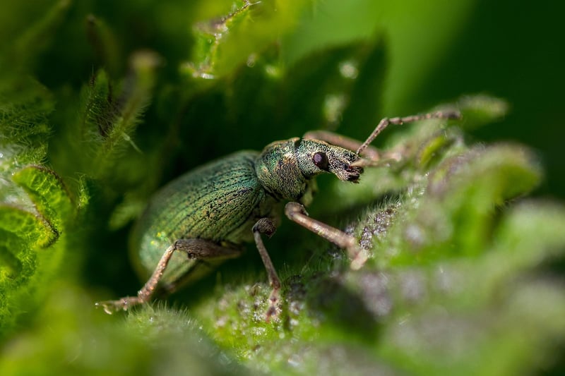 Identifying Common Pests