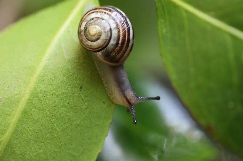 Snails and Slugs
